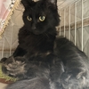 ふわふわ長毛黒猫さん♡ルパンくん　5/19(日)譲渡会参加予定