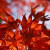 香嵐渓と香積寺🍁(11月17日撮影)