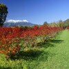 初冠雪と紅葉