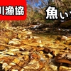 【渓流ルアー】木曽川漁協　年々…魚少なくなってないか…？朝早く行っても、釣れませんよ…！？午後、釣れたけど！！