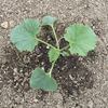 夏もの野菜の植付け3