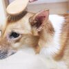 【犬のブラッシングの基本と応用】注意点や嫌がる時の対処法も解説！