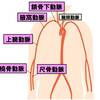   【基礎から学ぶ】上肢の動脈【解剖生理学】