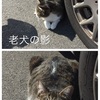 犬好きな猫