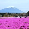 芝桜🌸と富士山🗻に救われました