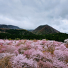 福島県の一番美しい季節に行きたい日本の絶景　桜峠