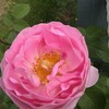 えこりん村の銀河庭園の薔薇を散策🌹