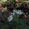 Aster semiamplexicaulis　イナカギク（ヤマシロギク）