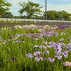 乙戸水生植物園の菖蒲 （土浦市）～つくば市とその周辺の風景写真案内（１０７５） 