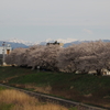 犀川「若宮大橋」でお花見