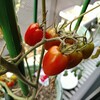 480日目「ミニトマト色づく」