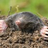 How to Get Rid of Moles in Your Yard – Preventing Damage to Your Garden