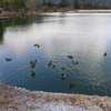 大澤の池では