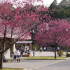 寒緋桜