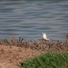 シロビタイチドリ White-fronted Plover