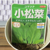 室内栽培13　【小松菜を播く】