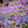 男山自然公園でカタクリの花を見てきたので写真を貼っていく