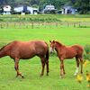 【モーリス】種牡馬の特徴 距離適性が幅広く牡馬優勢で晩成型か！？(2024,7,18更新)