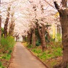 4月21日…外旭川の草生津川桜並木★その1