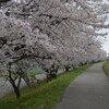 桜が満開の兼六園（昼間）へ