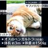 「虎にかまれ2人けが　オリの扉開いてた」について考える