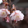 宇久須神社の椿寒桜とみつまた