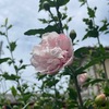 八重花のムクゲが，今年初めて花を開きました．「最初の一花は，夏が近いことを知らせてくれる」というのが私の感覚です．フヨウ，ハイビスカスと同じ属（フヨウ属/タチアオイ属）．  そしてタチアオイと同じタチアオイ亜科，  カカオ，アオギリ，ドリアンと同じアオイ科．  どれも，夏の花というイメージですよね．