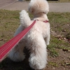 ～小型犬の散歩の適正な距離について～