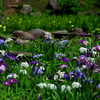 公園のハナショウブ