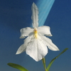 Miltonia spectabilis f.alba`Kojima'  