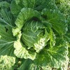 キャベツ、白菜の結球