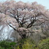 平石桜