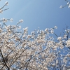 トレログ vol.14：快晴の空と満開の桜