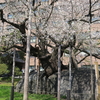 石割桜満開　20日