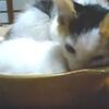 冬はやっぱり、お鍋の季節。心温まる猫鍋の作り方（動画）