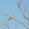 オーストラリアチョウゲンボウ(Nankeen Kestrel)