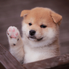 今“愛犬には手作りごはん”が熱い？！