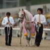 これがオレたちの競馬だぜ、と言える競馬場を