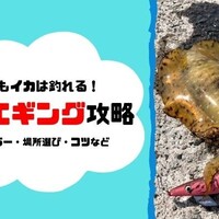 エギング 濁りがあると釣れない エギの色とポイント選びで釣果は変わる 釣りの人