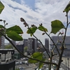 おうち菜園　成長記録