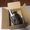 猫と段ボール：至福の空間：保護猫日記。3歳11ヵ月（210週）