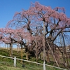 2019年花見　福島県の三春滝桜を観に行く