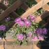 松葉菊