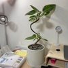 植物のある生活