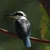 マリアナショウビン(Mariana Kingfisher)