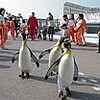 オウサマペンギンの散歩再開　越前松島水族館（福井県）