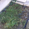 【年末の大掃除】庭の防草シートに生えた苔を取り除く！