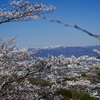 福島旅行記その１　花見山散策