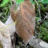 小さな虫たち