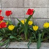 黄色のチュウリップも咲き始めました